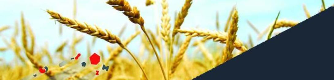 trasporto pneumatico grano, sfarinati di cereali e semole