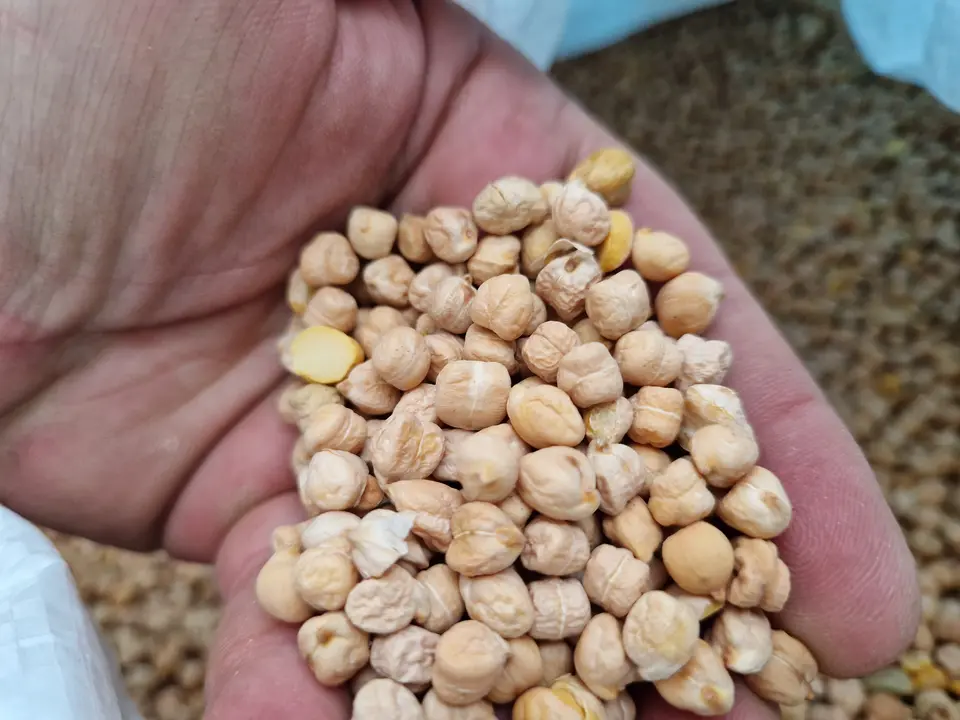 Trasporto pneumatico di piccoli legumi e cereali 
