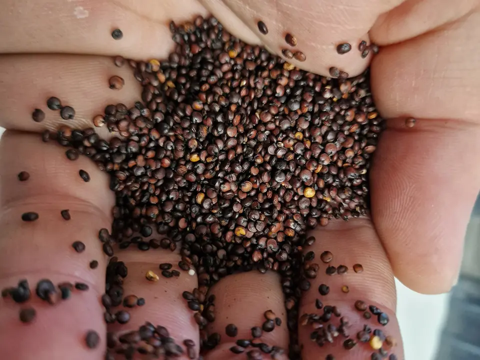Trasporto pneumatico di piccoli legumi e cereali